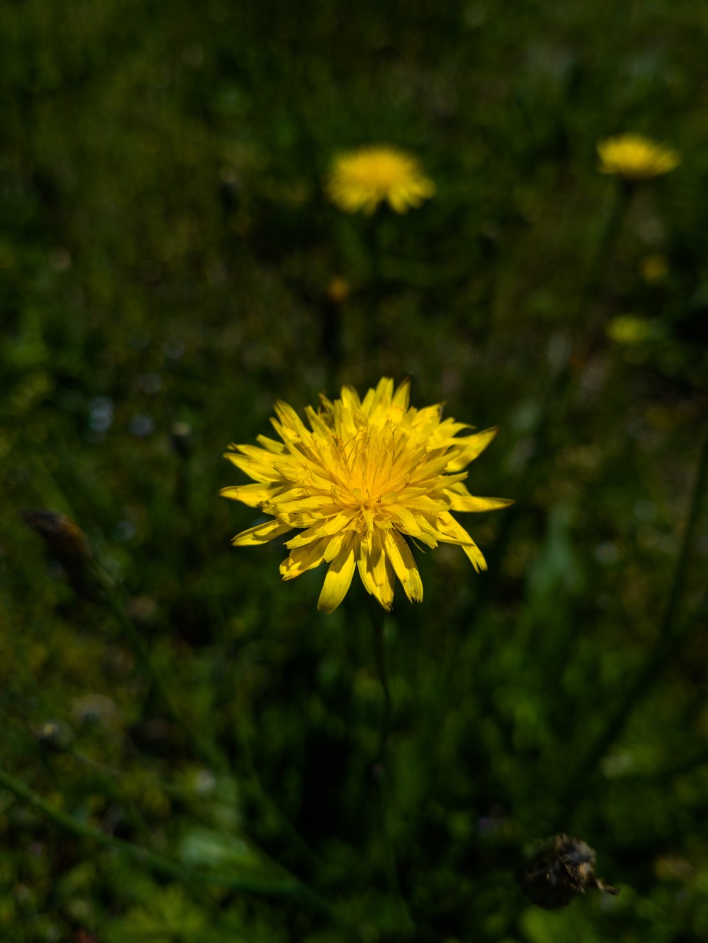 Day 35 – Yellow&nbsp;Flower