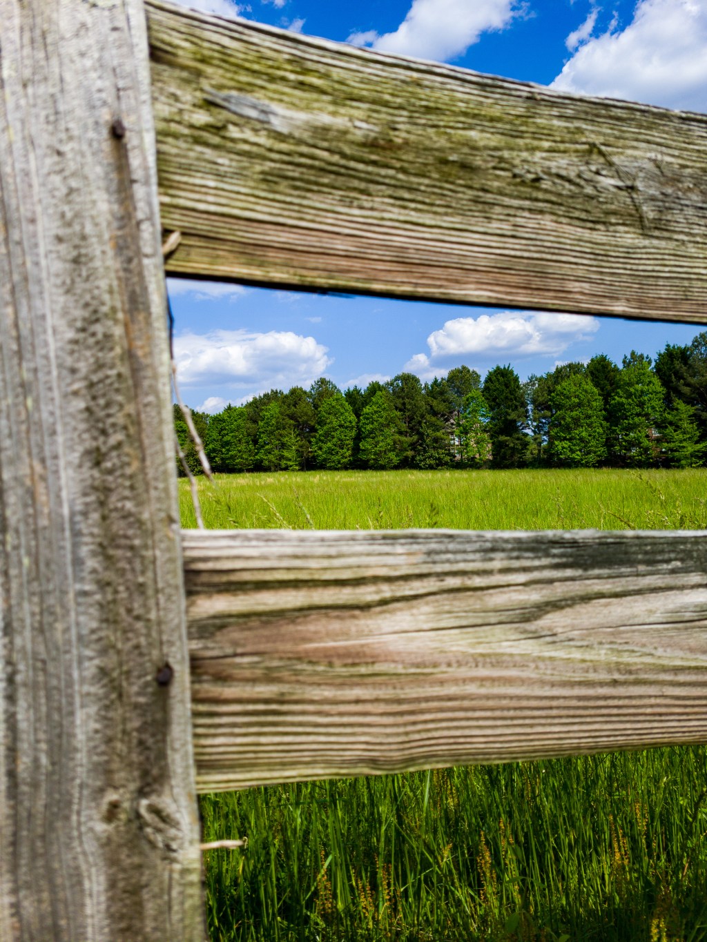Day 37 – Through a&nbsp;Fence