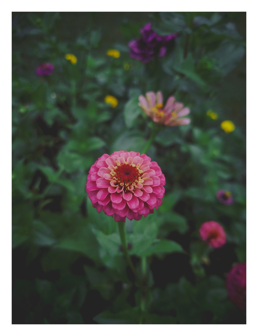 Day 32 –&nbsp;flower