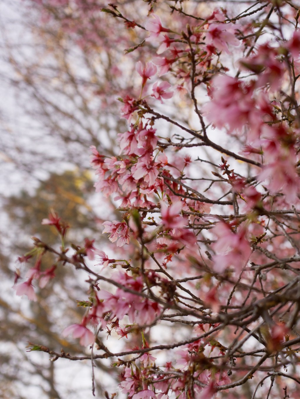 Day 19  Late cherry&nbsp;blossoms