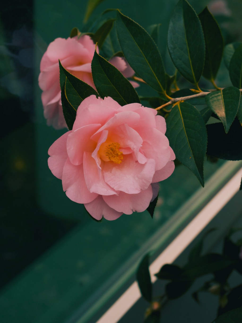 Day 23 –&nbsp;Roses