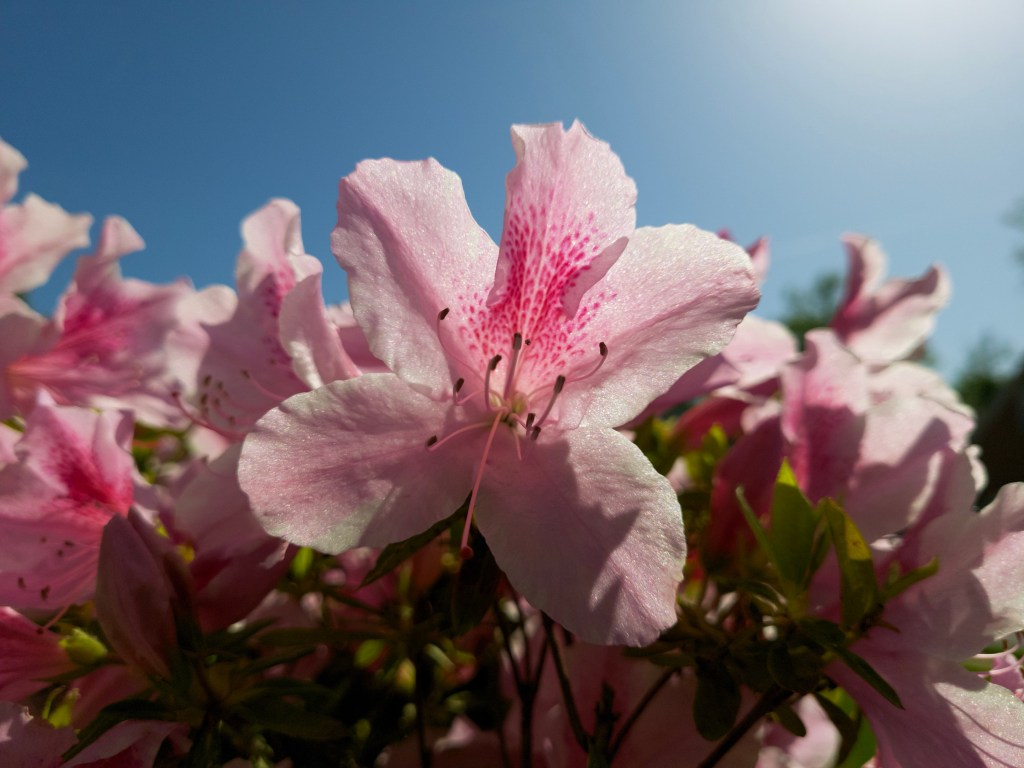Day 27 – Flower in&nbsp;bloom