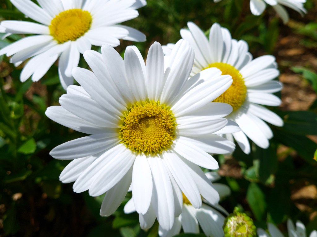 Day 28 – Ox Eye&nbsp;daisy