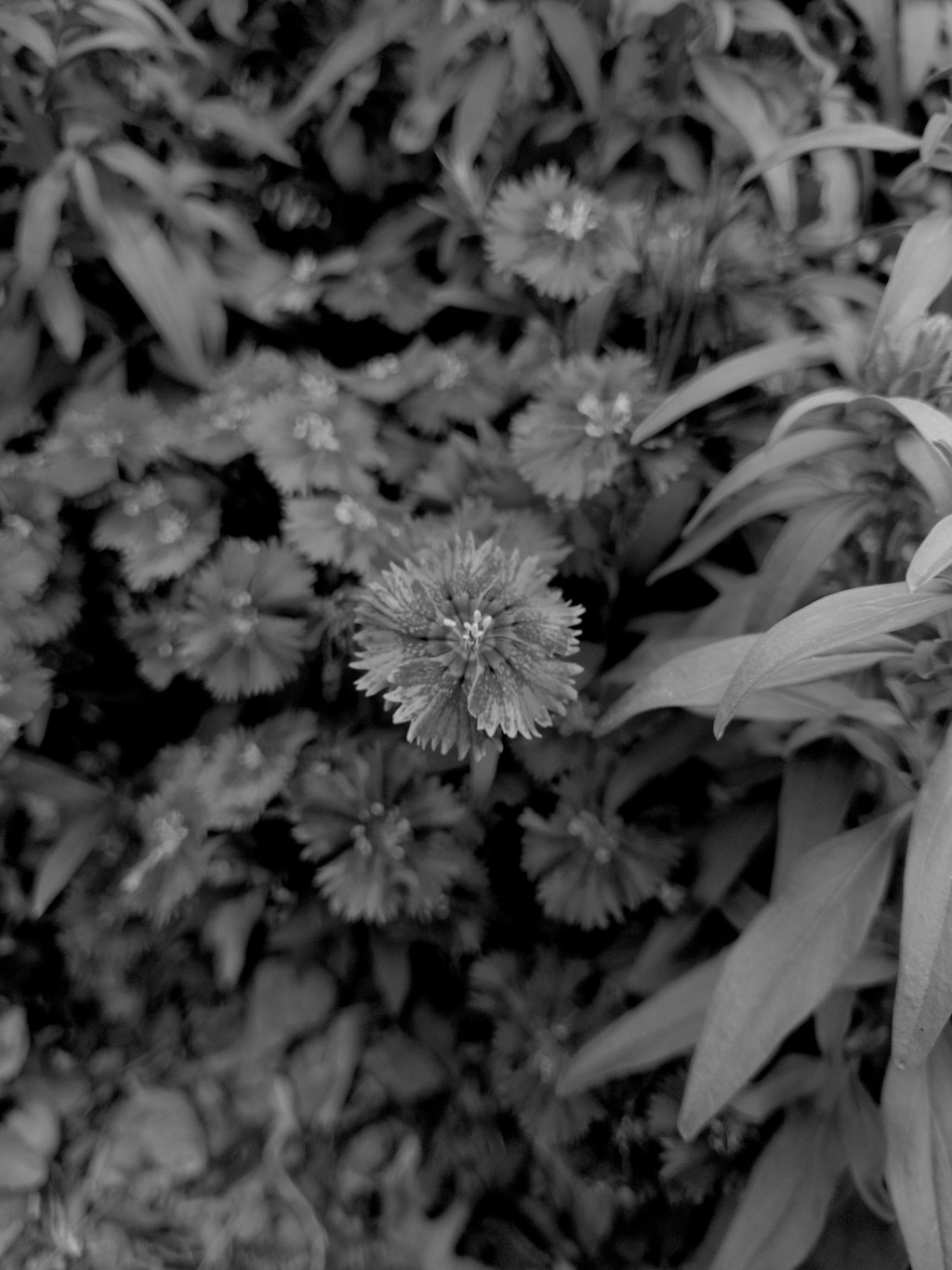 Day 38 – Monotone&nbsp;Daisy