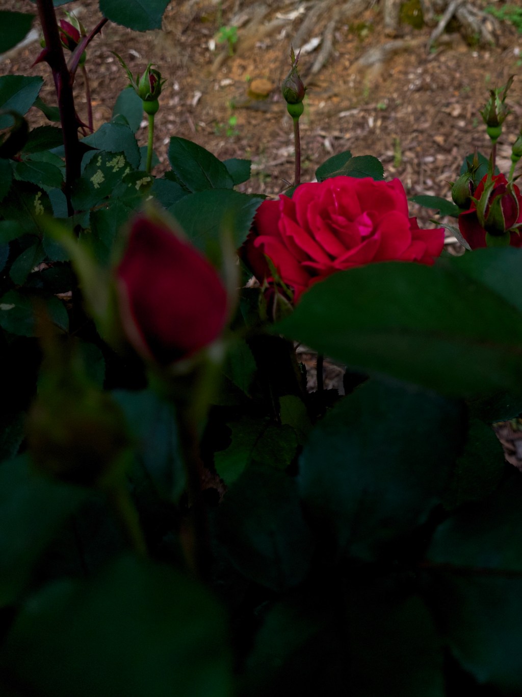 Day 39 – A Red&nbsp;Rose