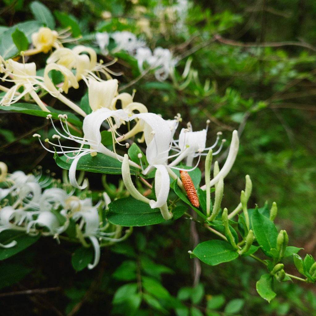 Day 48 – A Sweet&nbsp;Plant
