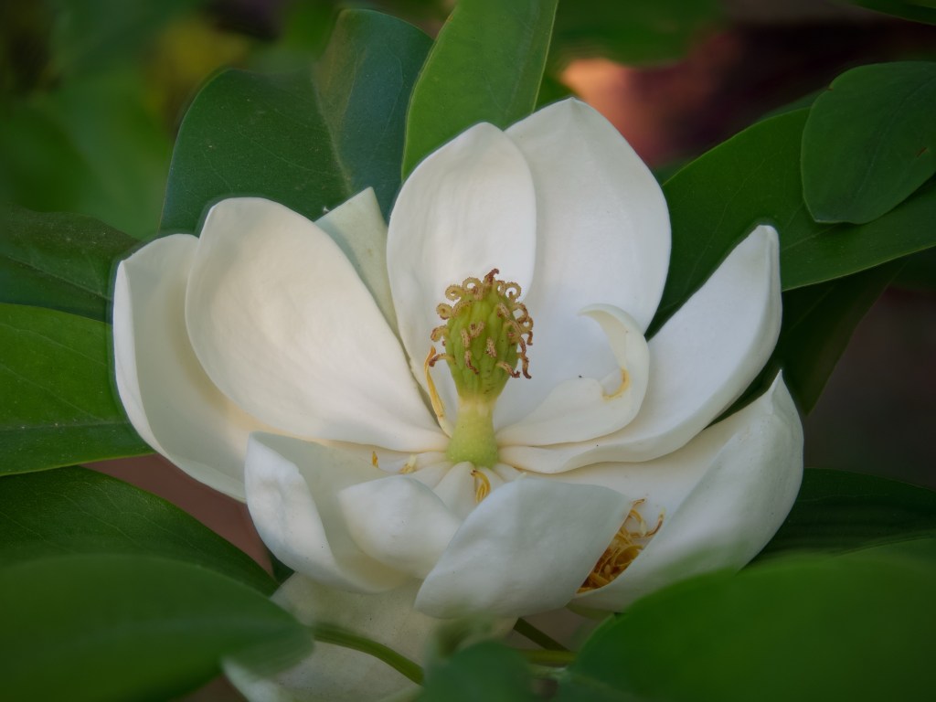 Day 50 –&nbsp;Magnolia