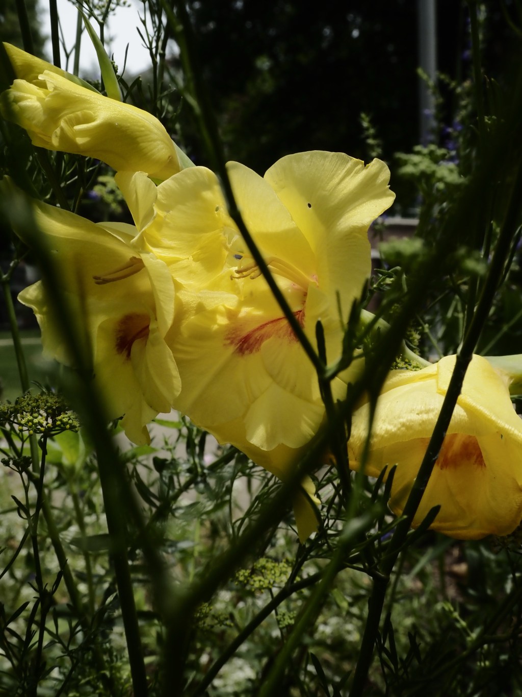 Day 74 – hidden&nbsp;flower