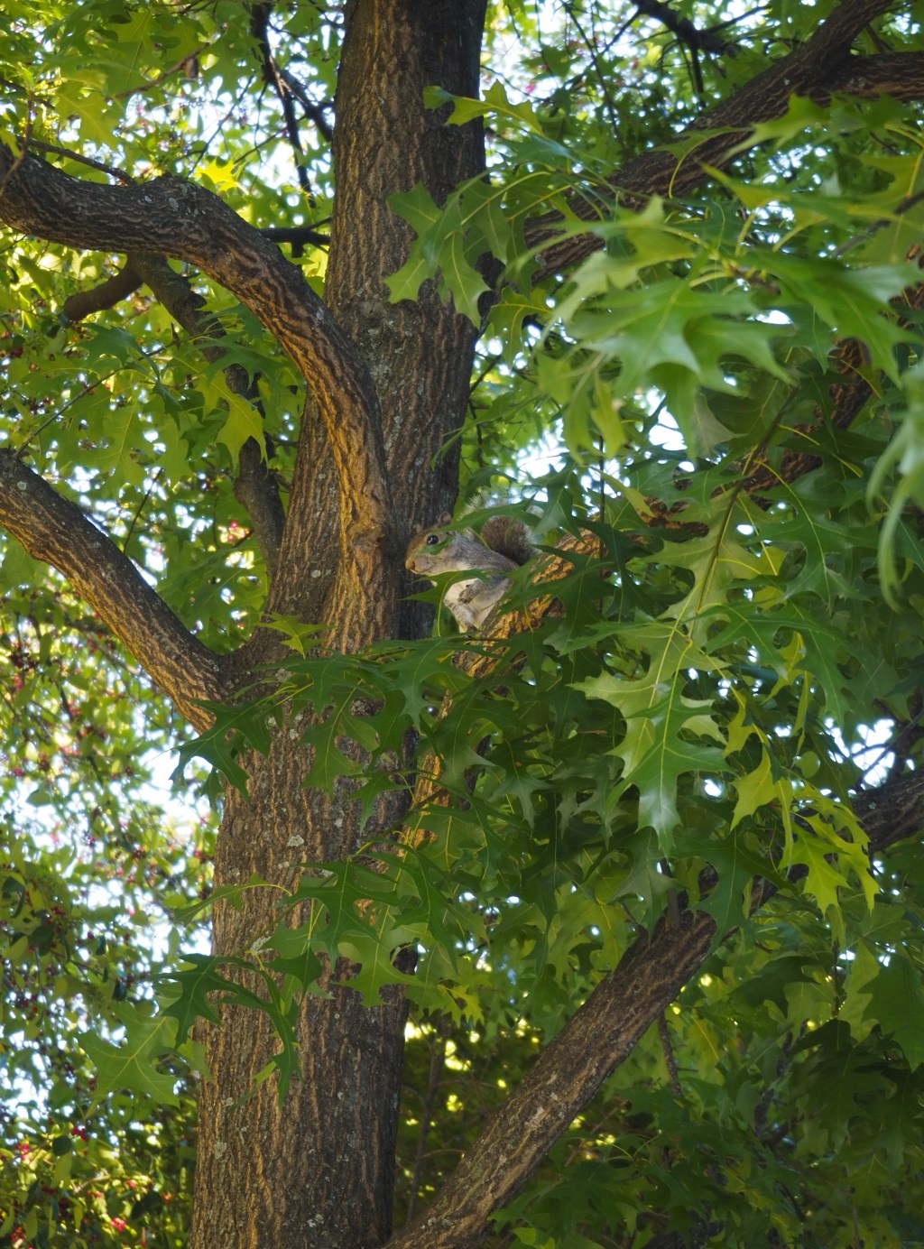 Day 77 –&nbsp;Squirrel
