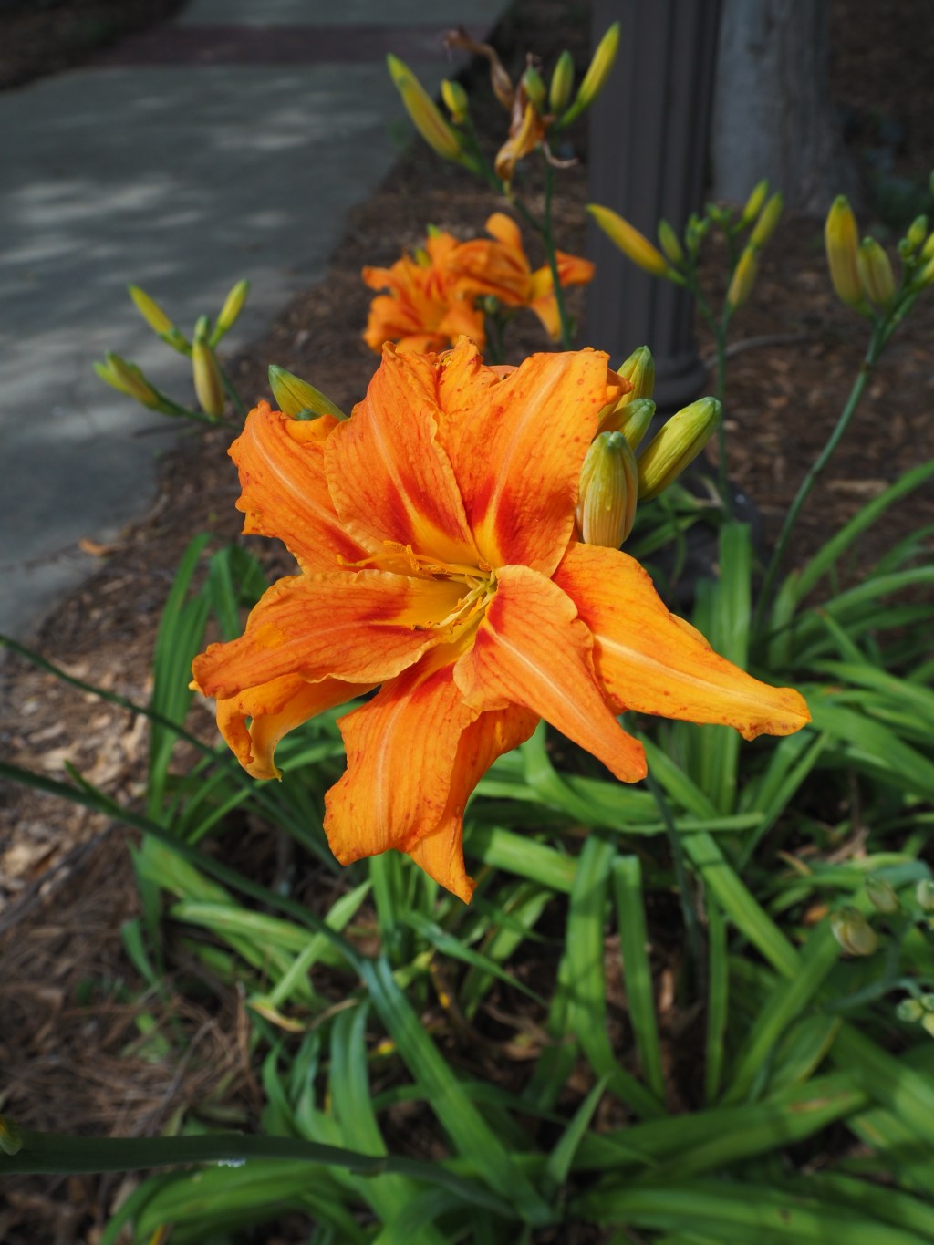 Day 83- Orange&nbsp;Flower