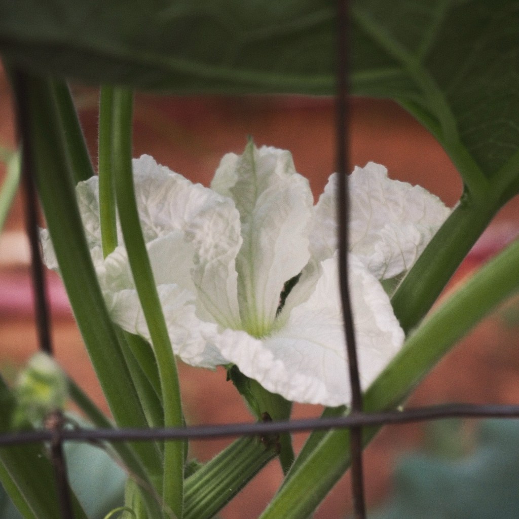 Day 95 – Fenced Flower
