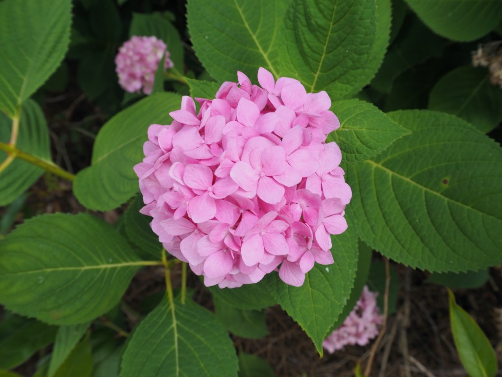 Day 116 – flowers in&nbsp;pink