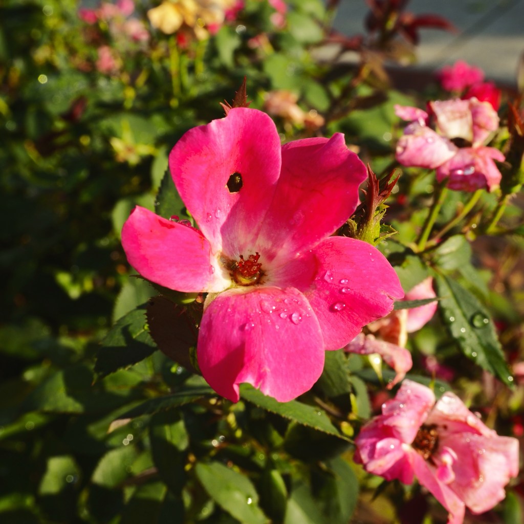 Day 118 – Morning&nbsp;Rose