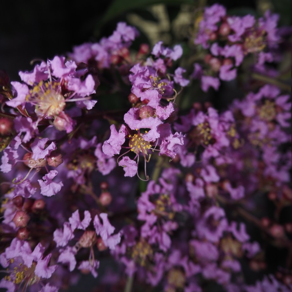 Day 119 – little&nbsp;flowers