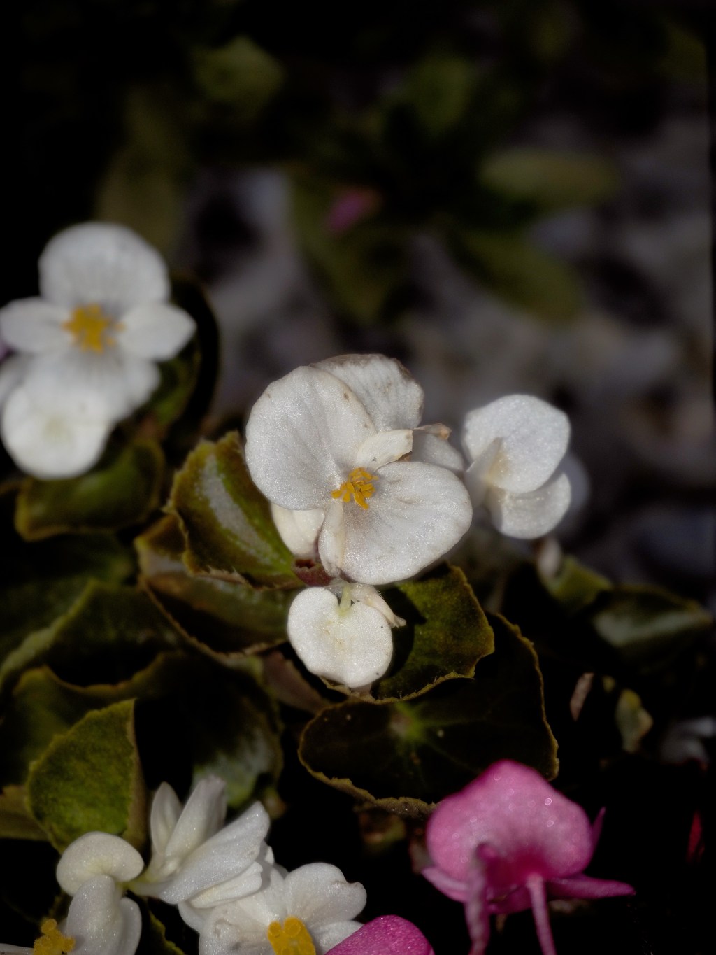 Day 120 – Wax&nbsp;Begonia