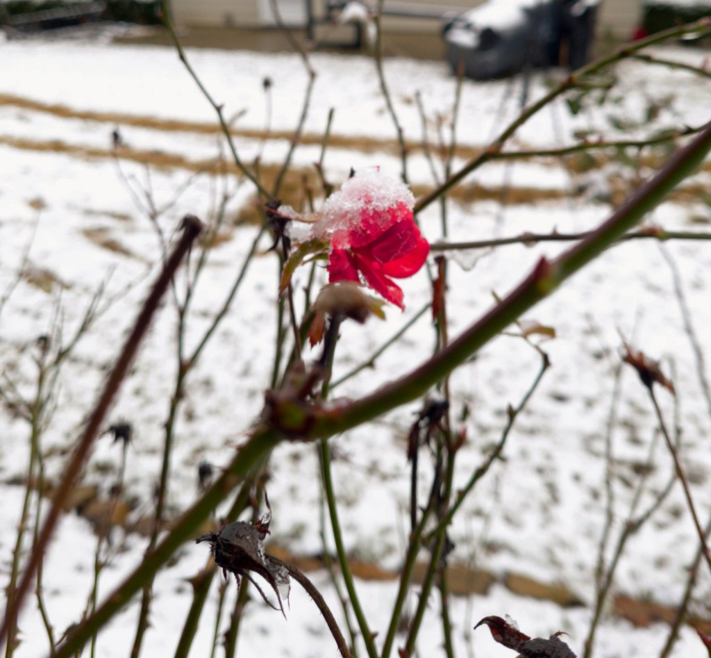 Day 124 – Snow&nbsp;Flower