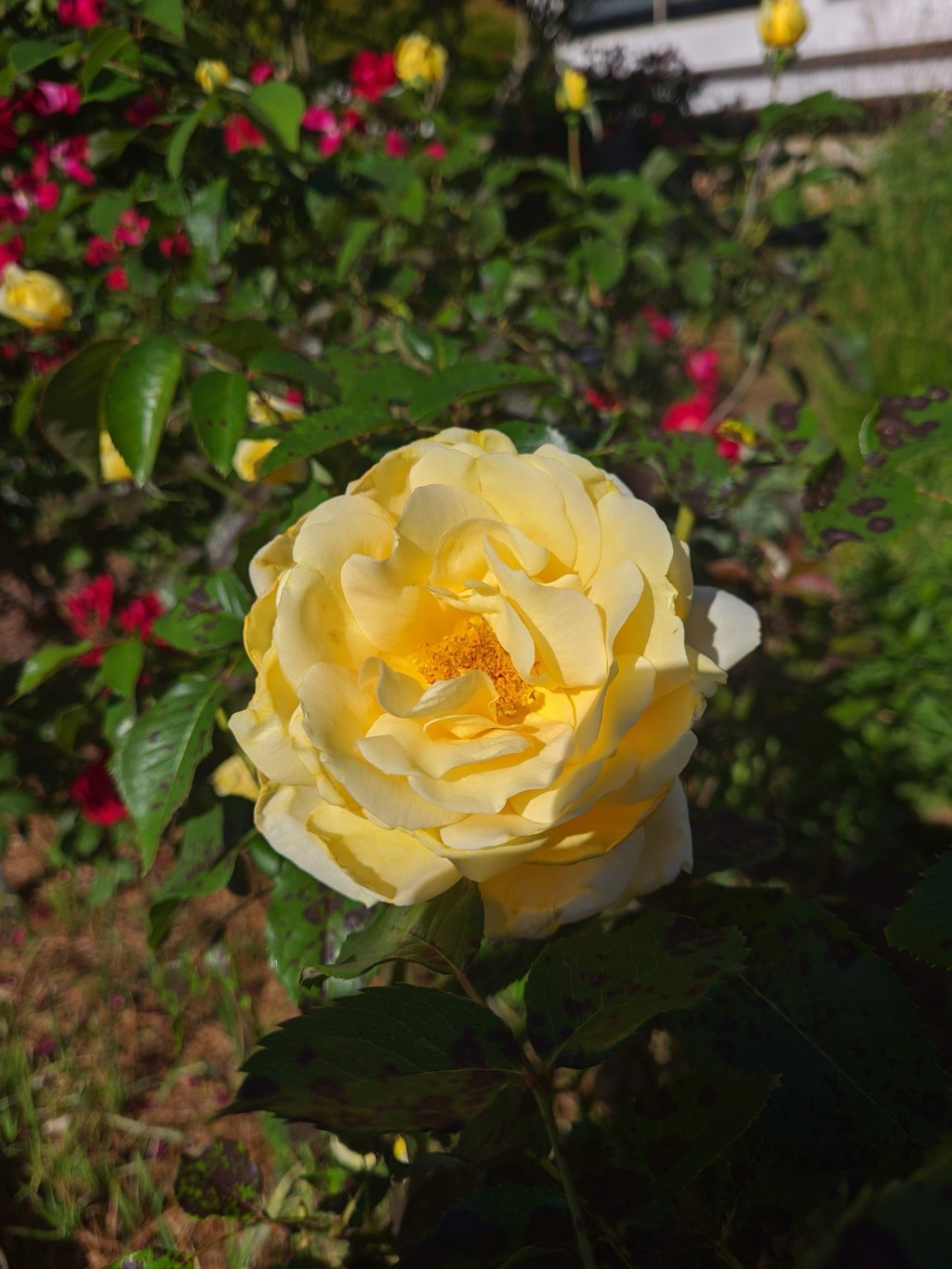 Day 125 – The UGA trial&nbsp;garden
