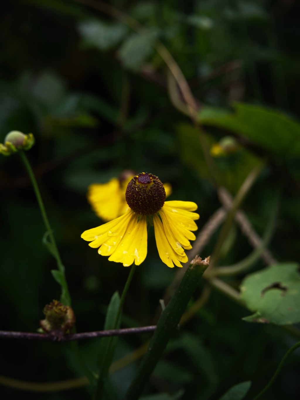 Day 129 – lowered&nbsp;petals