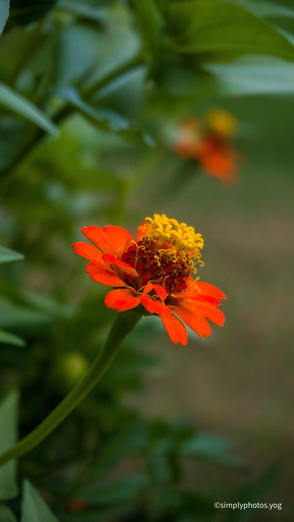 Day 138 – Orange&nbsp;Zinnia