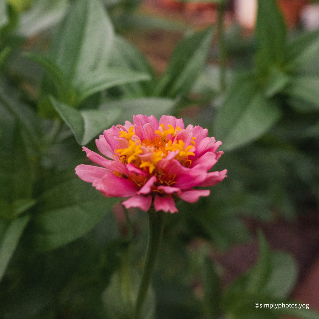 Day 137 – Pink&nbsp;Zinnia