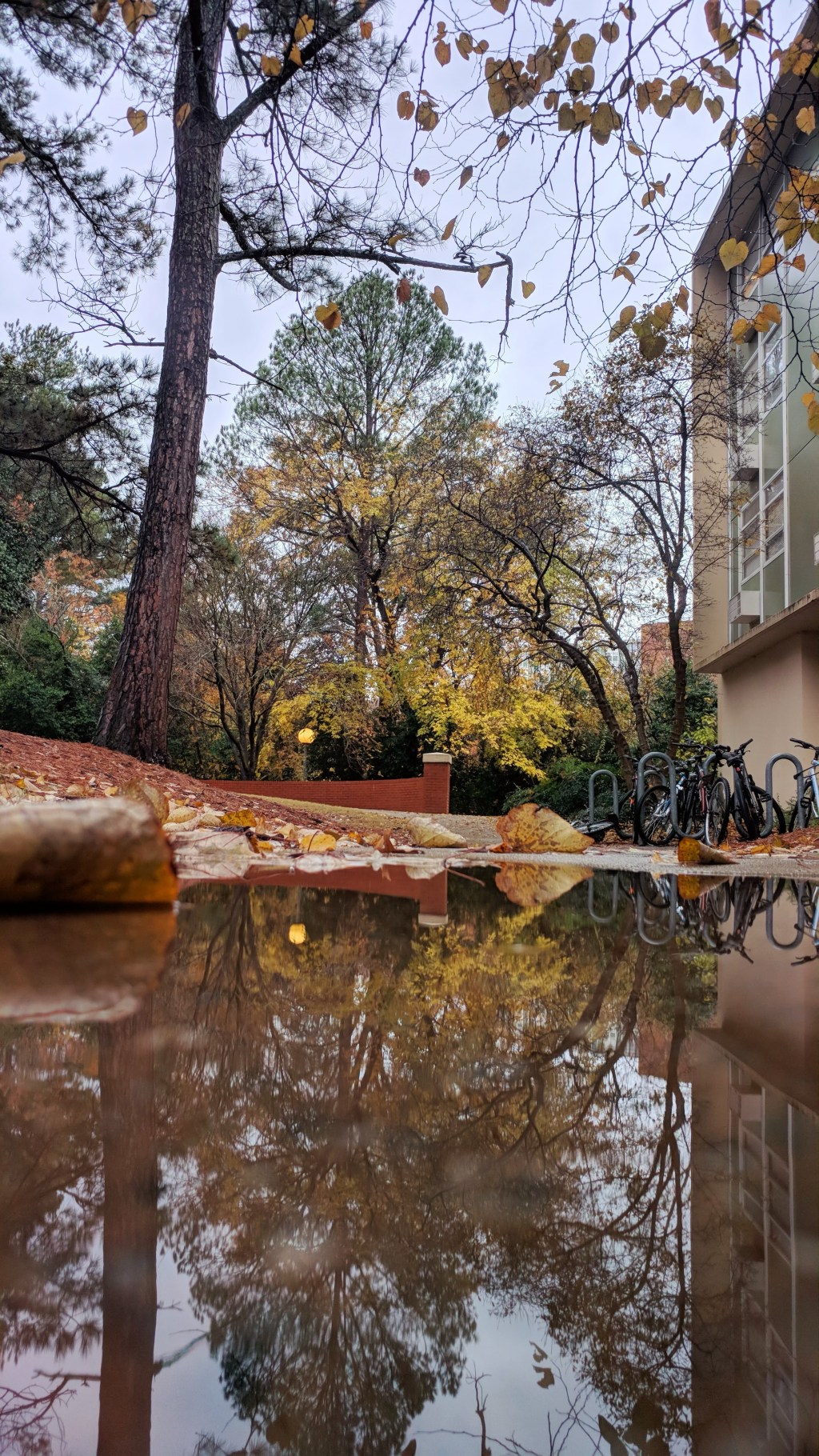 Day 141 – Old Dorm and Puddle