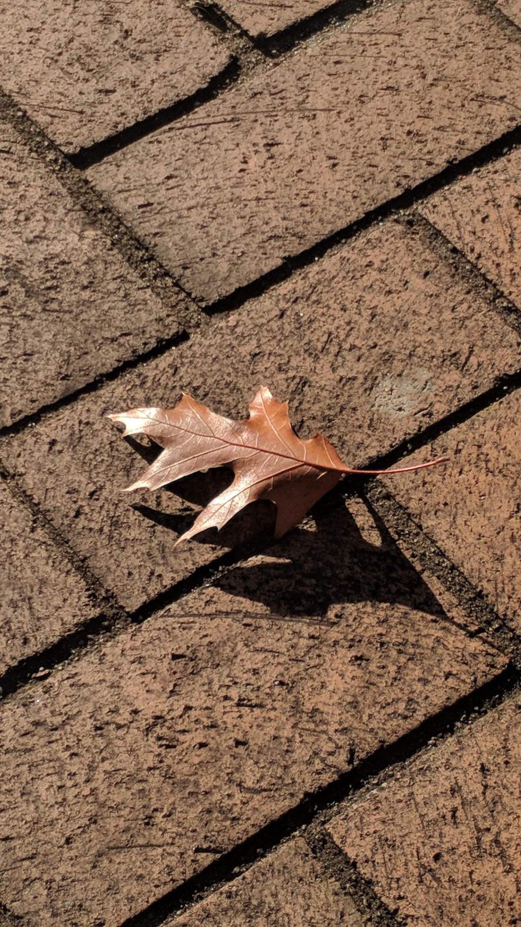 Day 142 – Lone Leaf