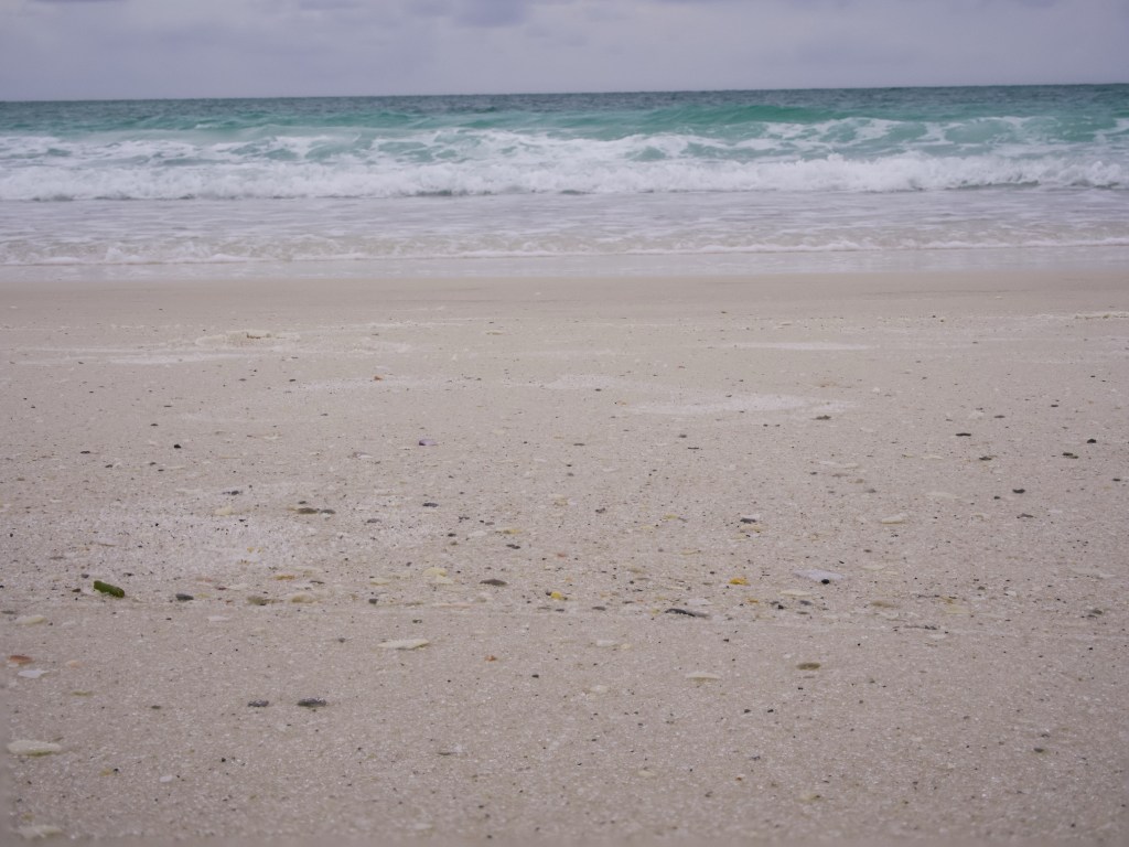 Day 146 – Sandy, Shelly, and Watery