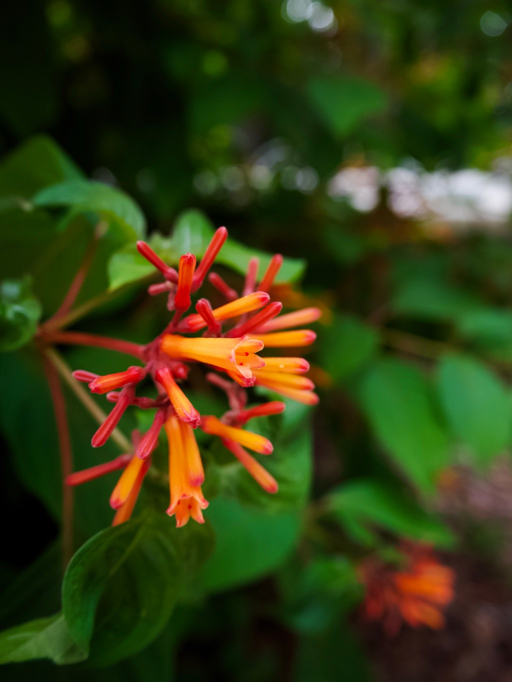 Day 154 – Hamelia