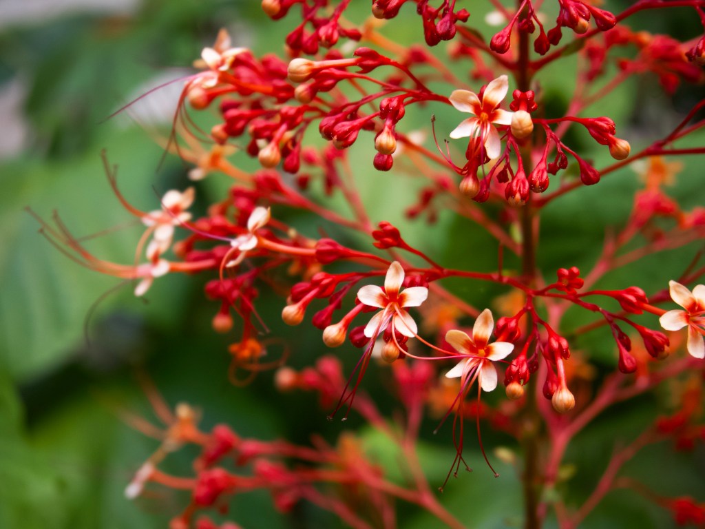 Day 153 – Pagoda Flower