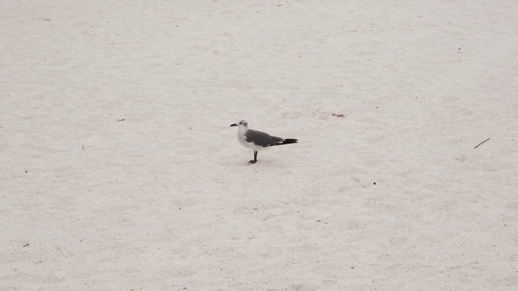 Day 157 – Laughing Gull