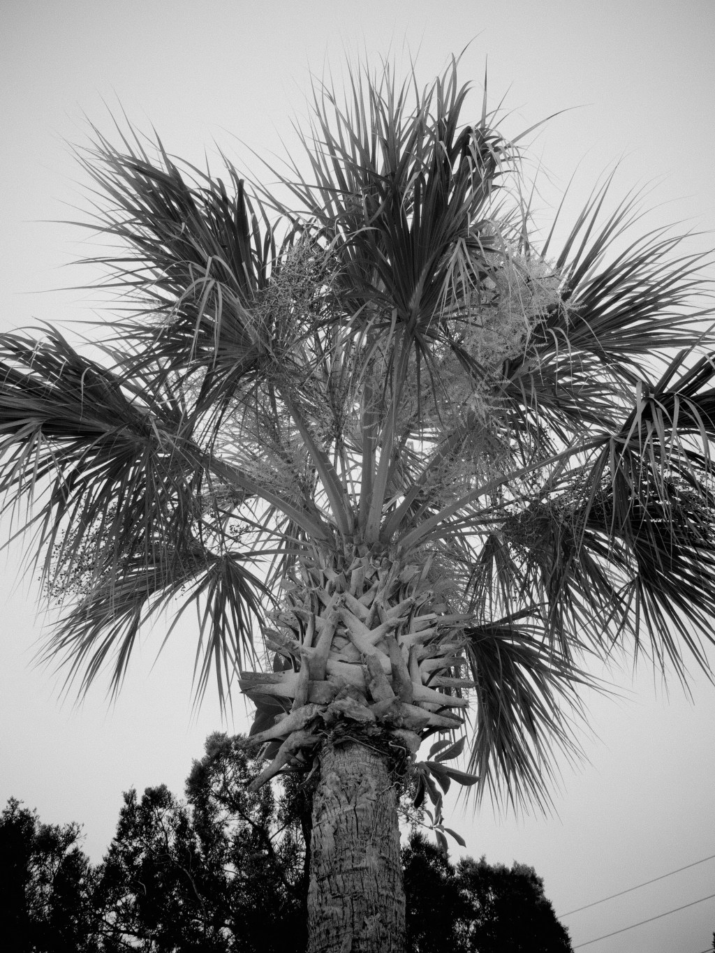 Day 159 – Palm Tree