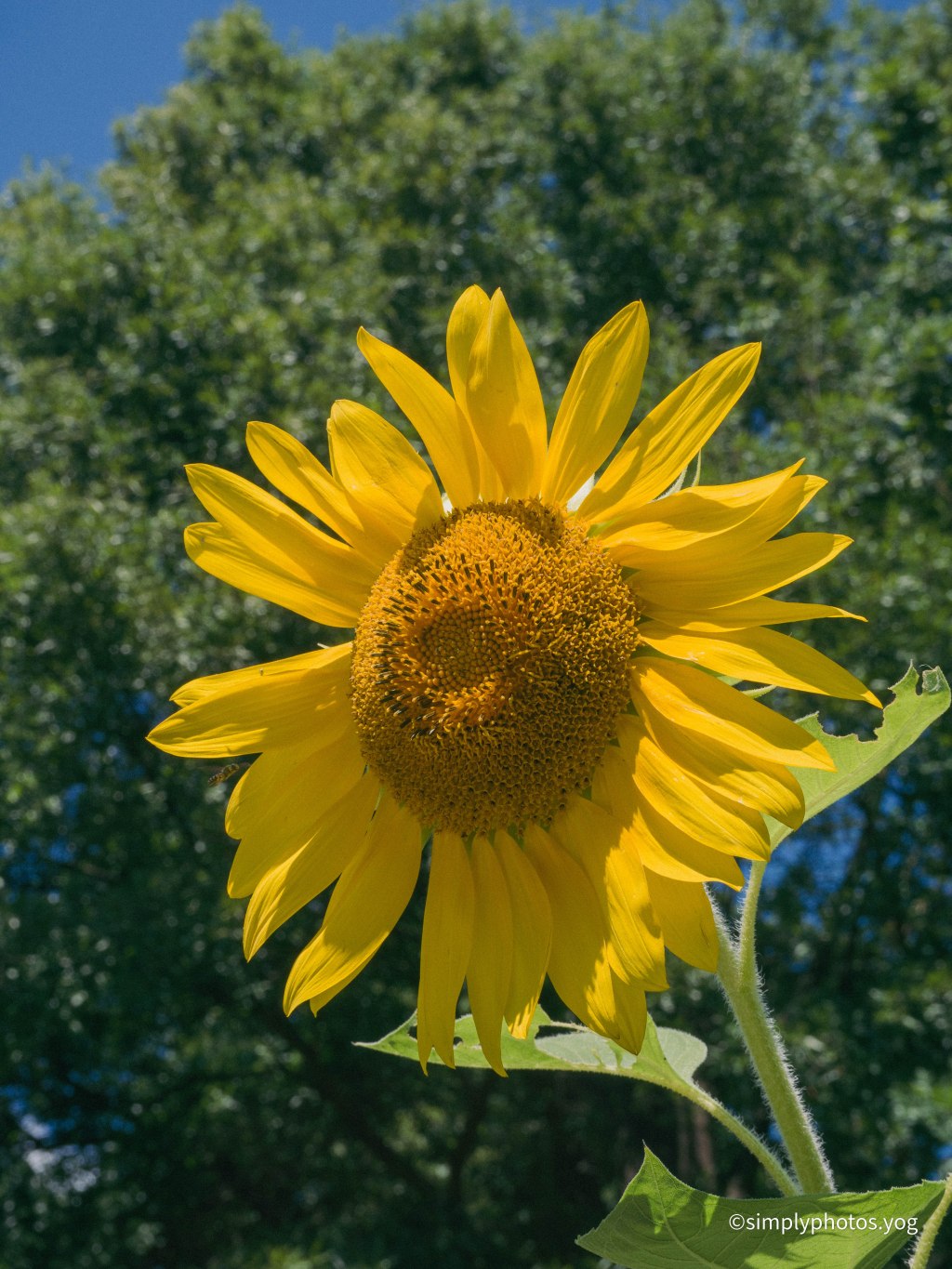 Day 178 – Another Sunflower&nbsp;🌻