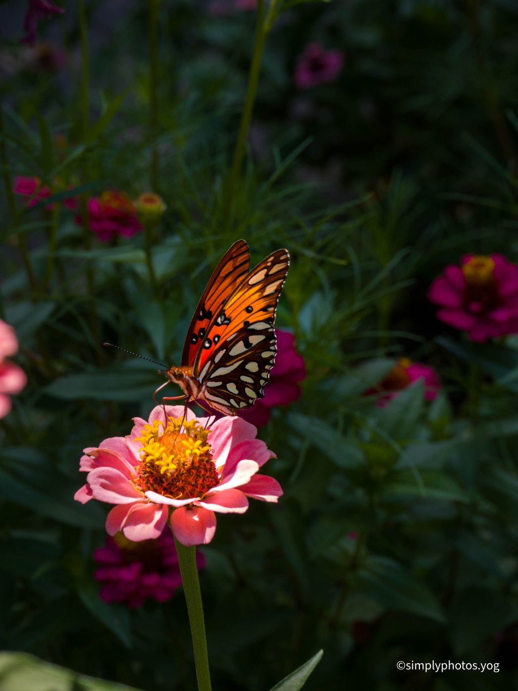 Day 176 –&nbsp;Butterfly