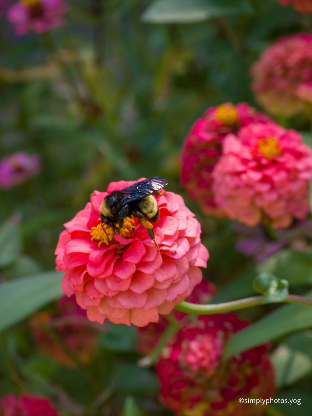Day 177 – A Bee hard at&nbsp;work