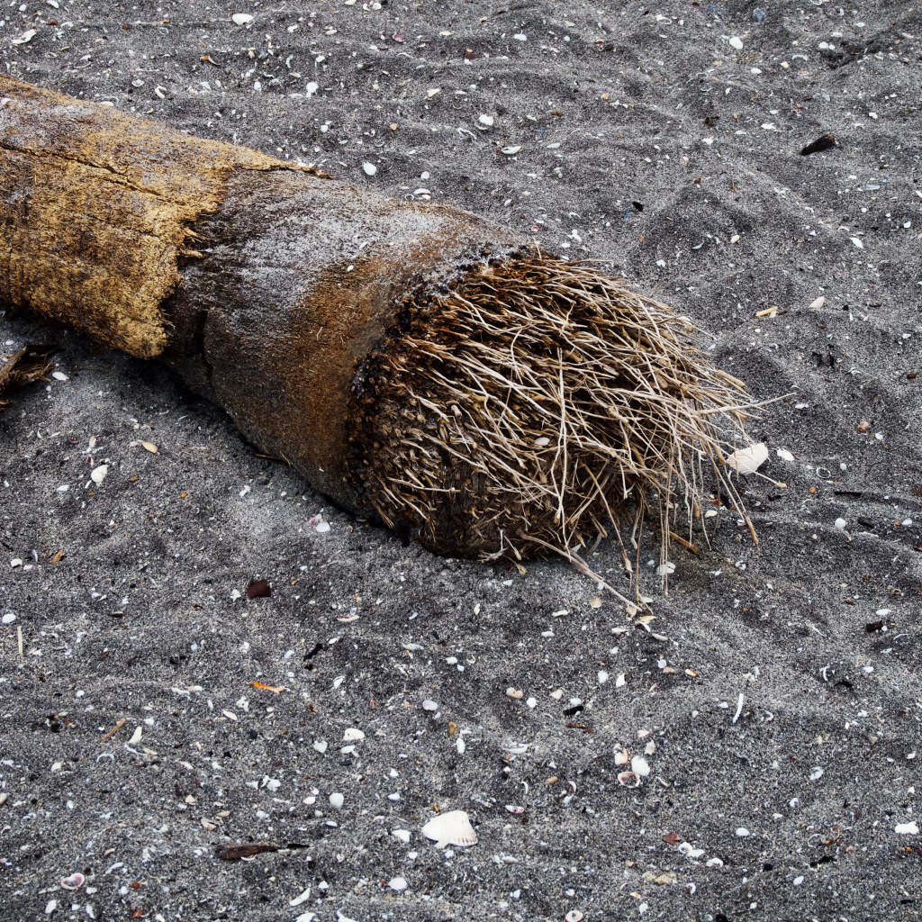 Day 160 –&nbsp;Roots