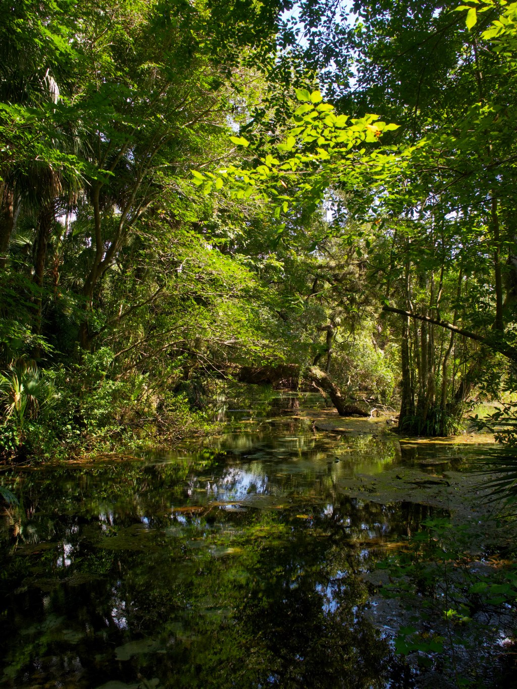Day 161 – Shaded&nbsp;Spring