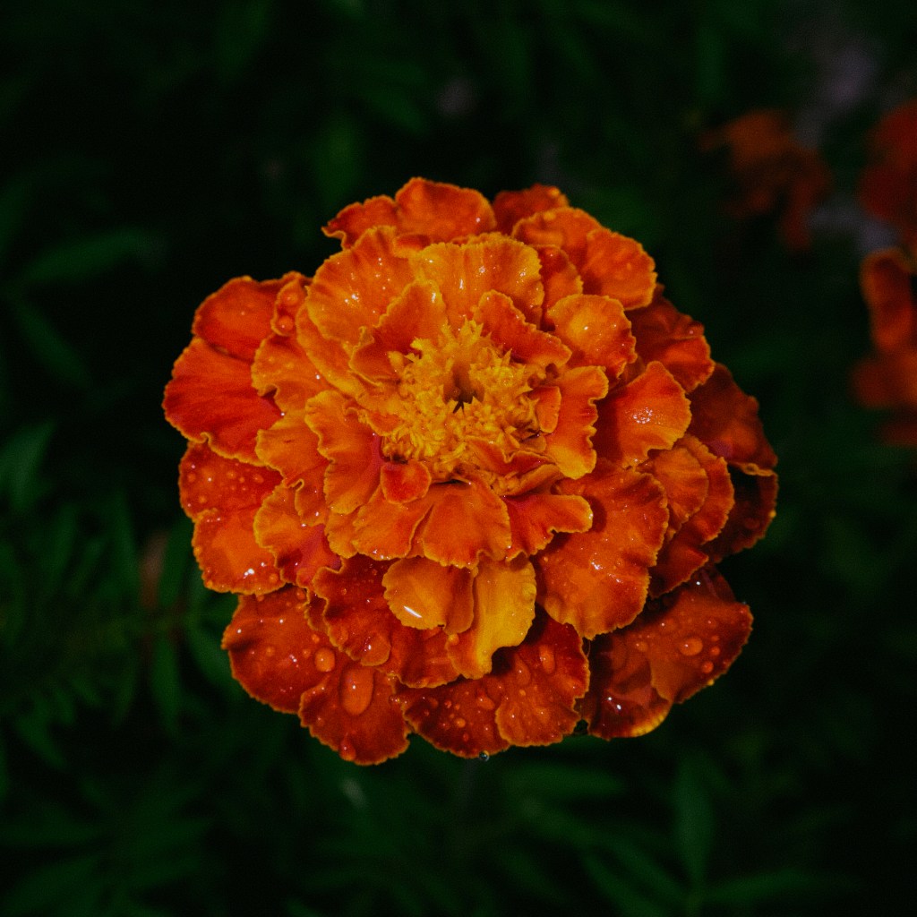 Day 174 –&nbsp;Marigold