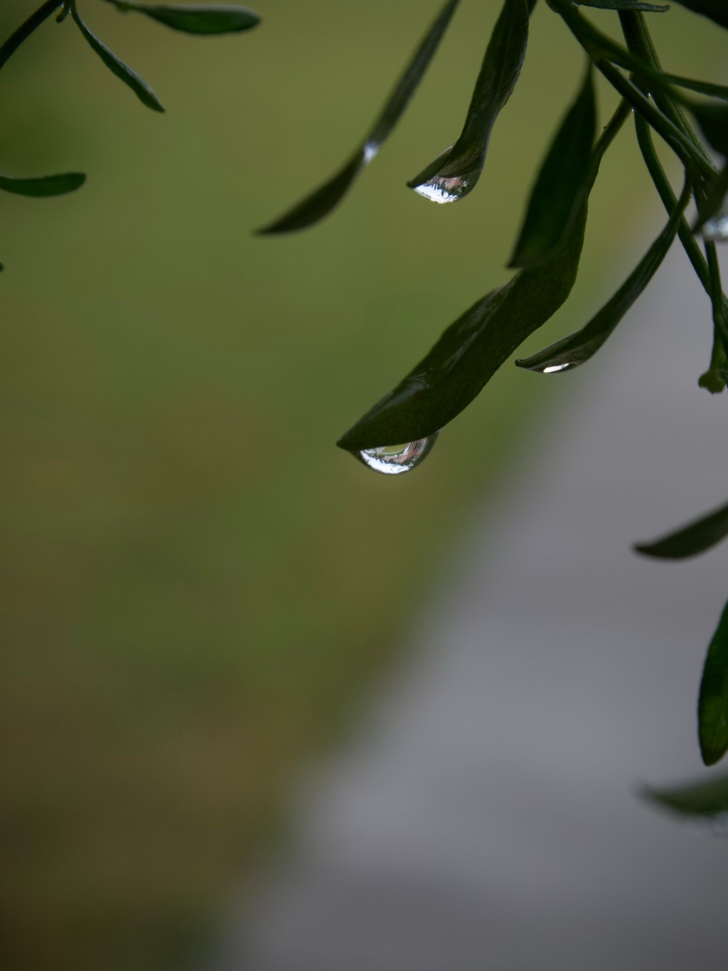 Day 171 – Water&nbsp;Droplet