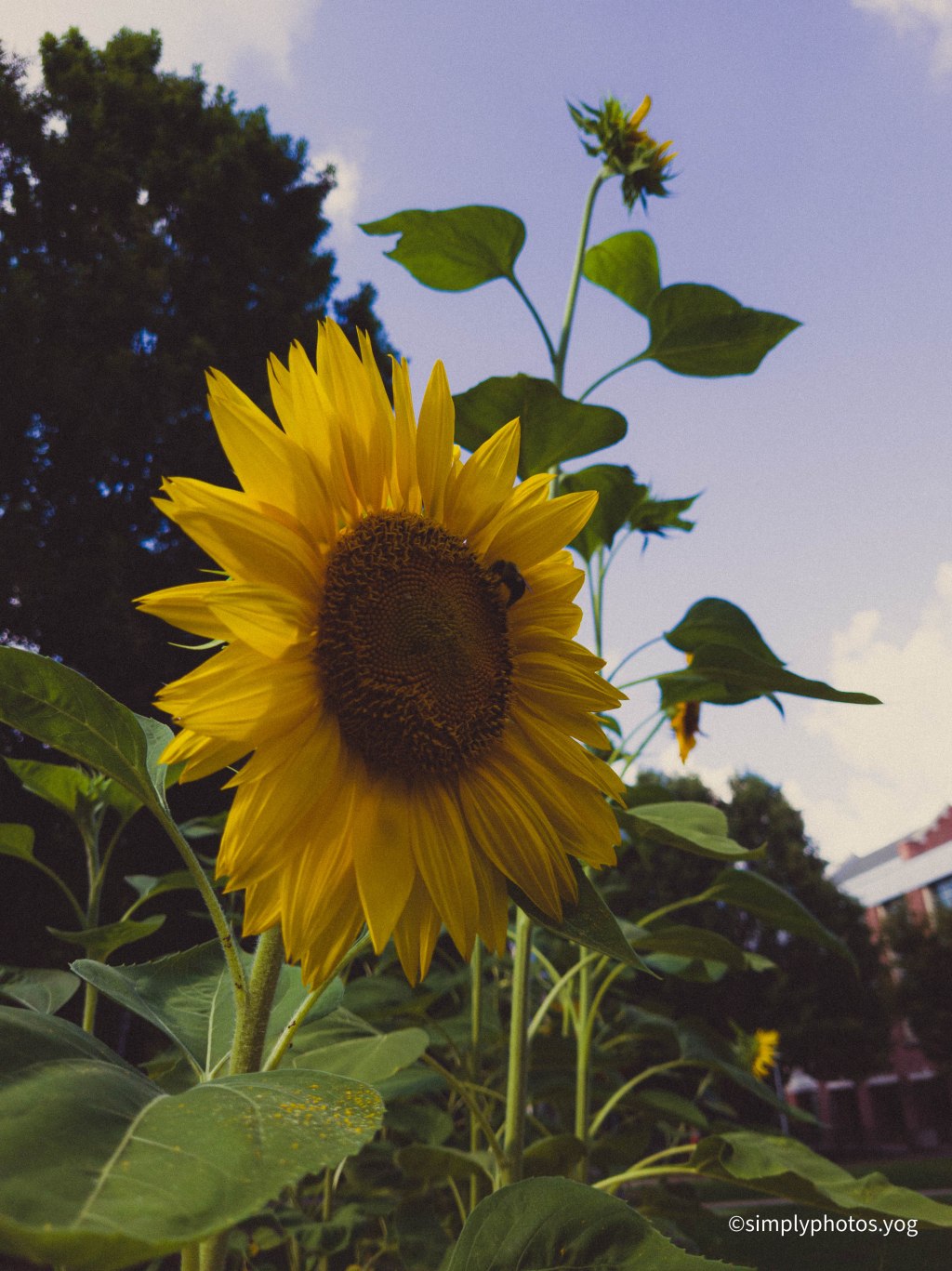 Day 169 – Faded&nbsp;Sunflower