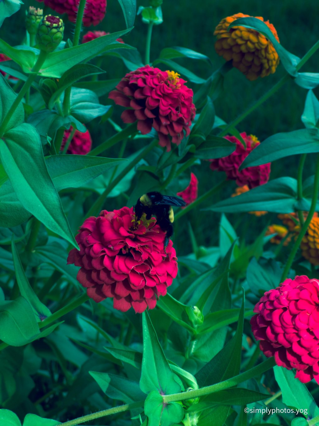 Day 164 – Buzz&nbsp;Buzz