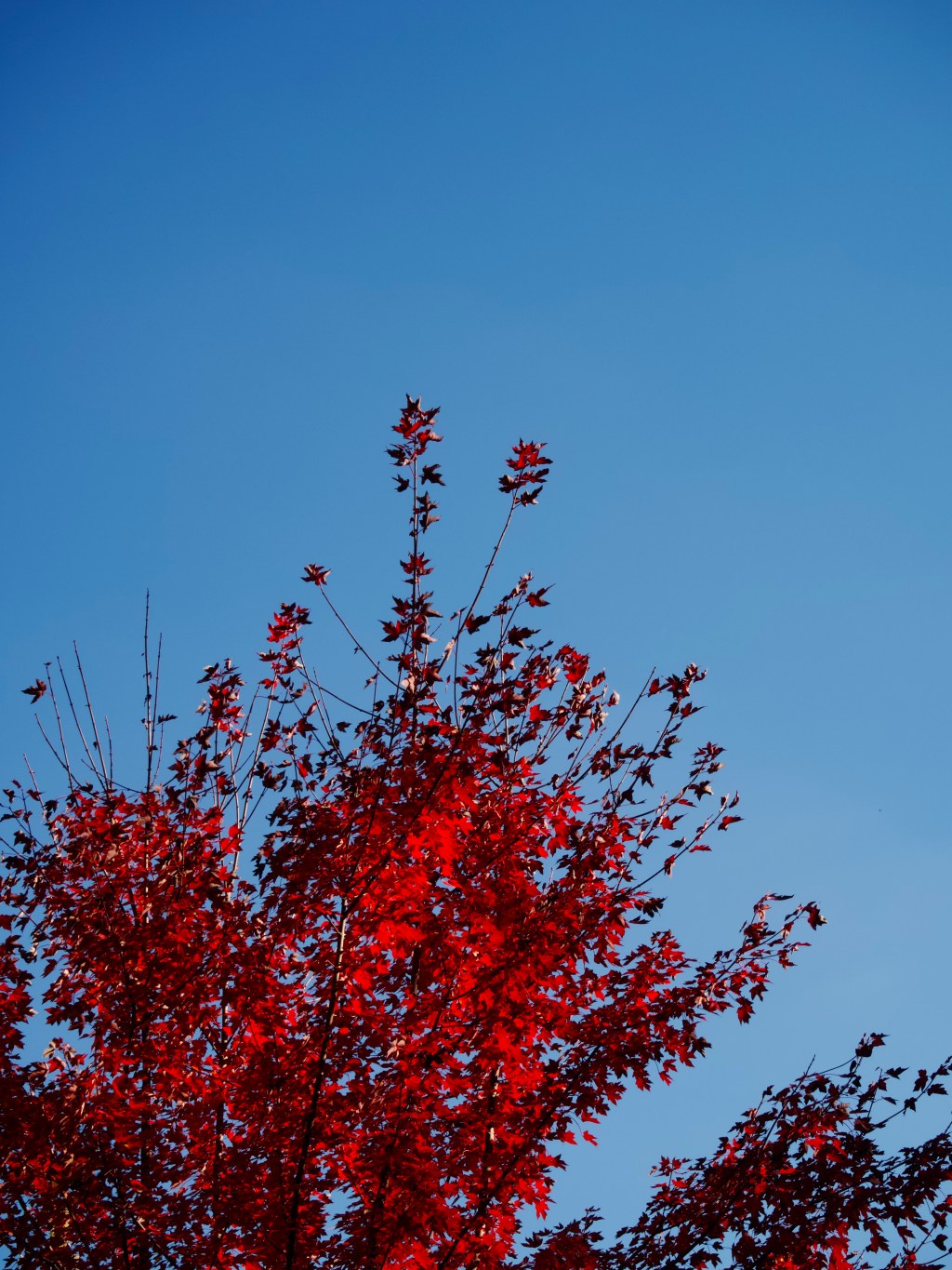 Day 191 –  The Red Leaves In the&nbsp;Sky