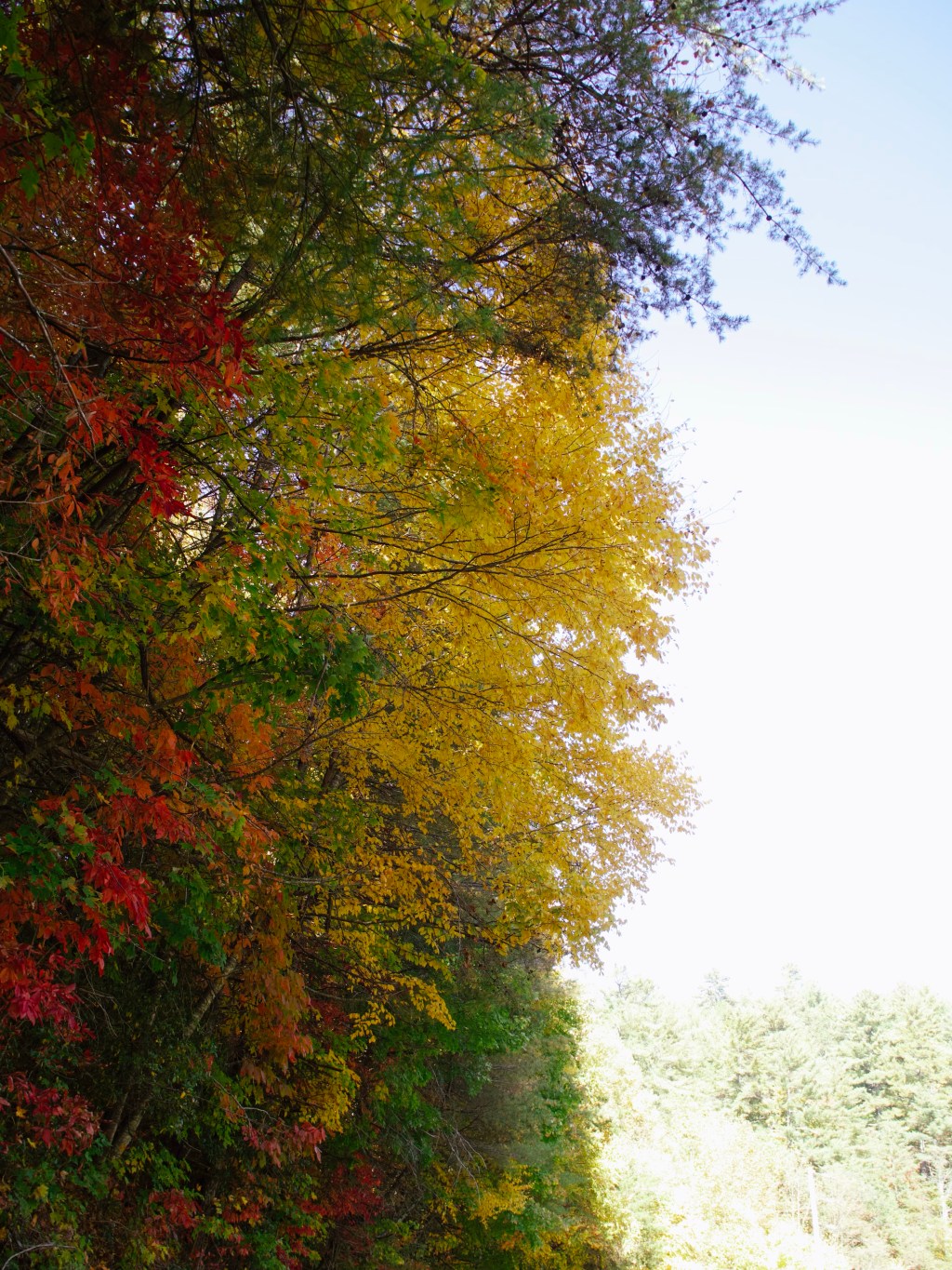 Day 208 – Yellow&nbsp;Leaves